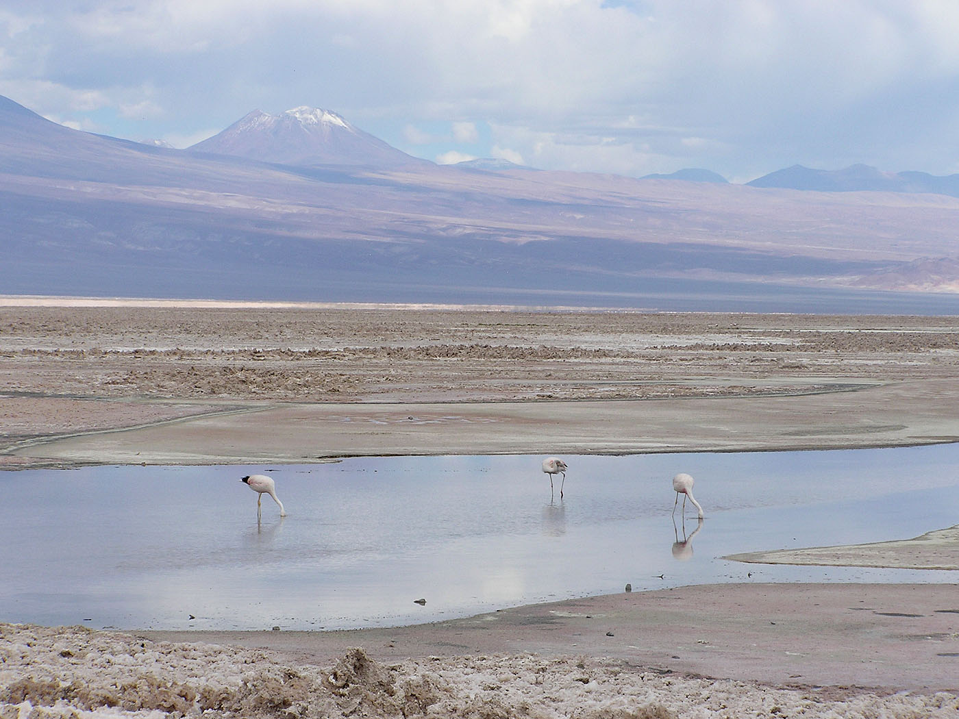 Flamingoes, Laguna Chaxa, San Pedro de Atacama, Chile